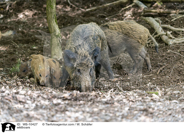Wildschweine / wildboars / WS-10427