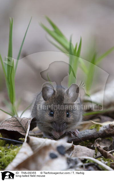 long-tailed field mouse / THA-09355