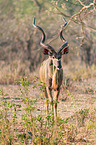 standing Zambezi Greater Kudu
