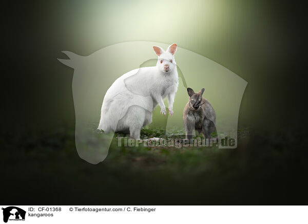 Kngurus / kangaroos / CF-01368
