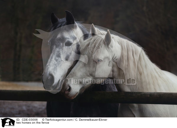 zwei Pferde am Zaun / two horses on the fence / CDE-03006