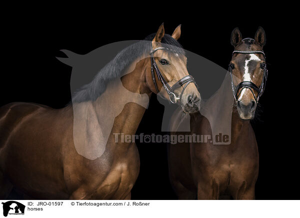 Pferde / horses / JRO-01597