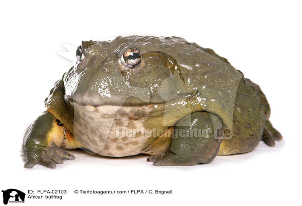Afrikanischer Ochsenfrosch / African bullfrog / FLPA-02103