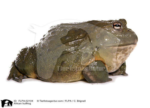 Afrikanischer Ochsenfrosch / African bullfrog / FLPA-02104