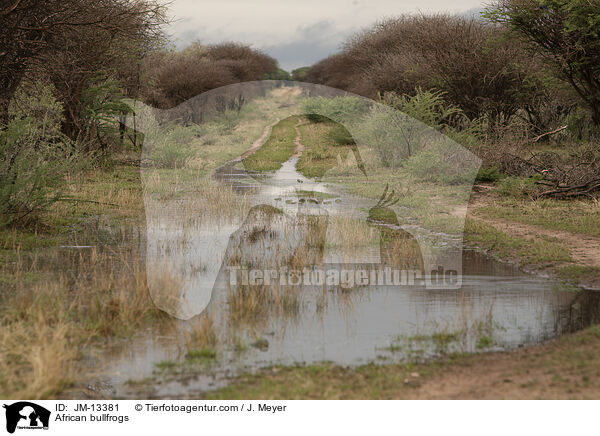 Afrikanische Ochsenfrsche / African bullfrogs / JM-13381