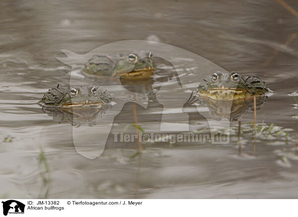 Afrikanische Ochsenfrsche / African bullfrogs / JM-13382