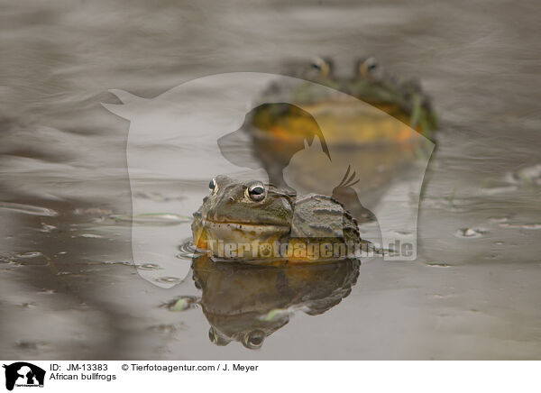 Afrikanische Ochsenfrsche / African bullfrogs / JM-13383