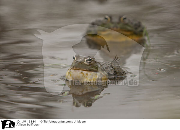 Afrikanische Ochsenfrsche / African bullfrogs / JM-13384