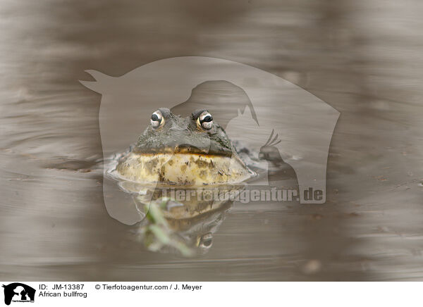 Afrikanischer Ochsenfrosch / African bullfrog / JM-13387