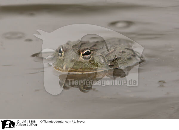 Afrikanischer Ochsenfrosch / African bullfrog / JM-13388