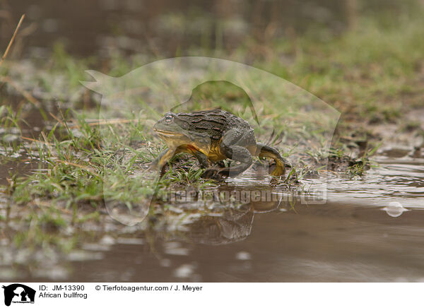 African bullfrog / JM-13390