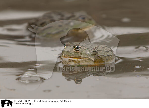 Afrikanische Ochsenfrsche / African bullfrogs / JM-13392