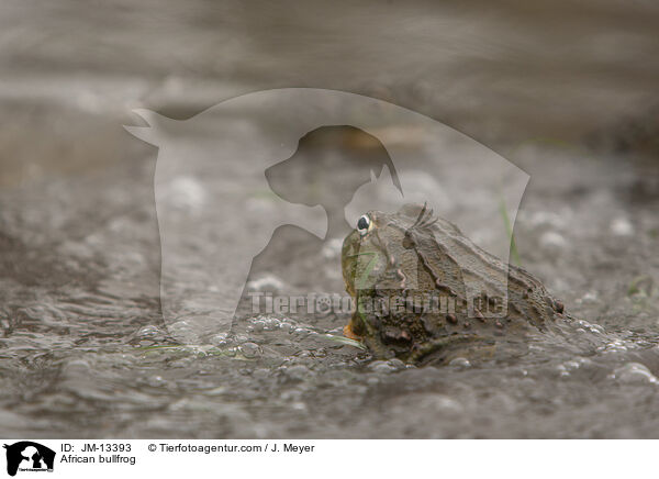 Afrikanischer Ochsenfrosch / African bullfrog / JM-13393