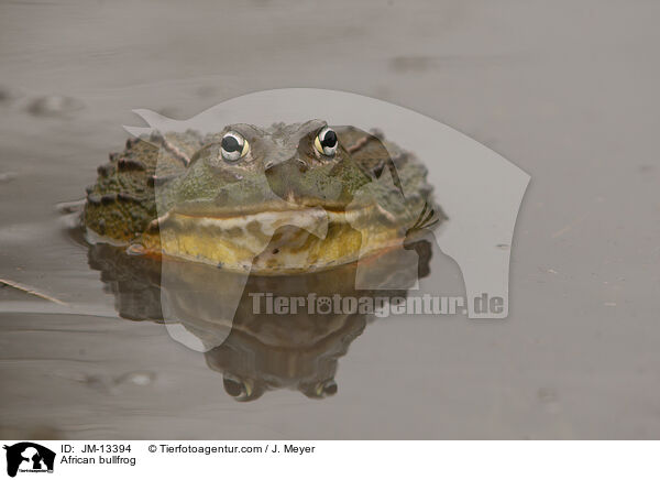 Afrikanischer Ochsenfrosch / African bullfrog / JM-13394