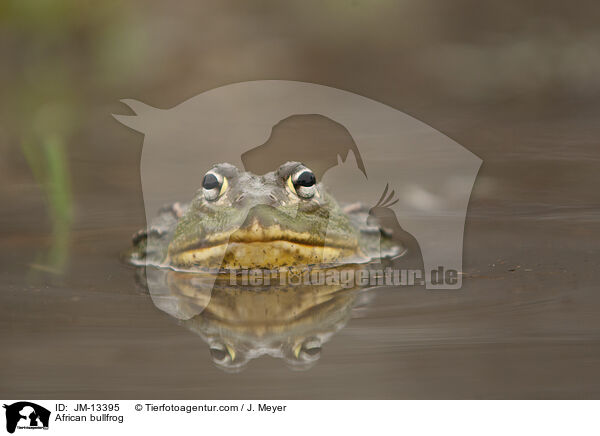 Afrikanischer Ochsenfrosch / African bullfrog / JM-13395