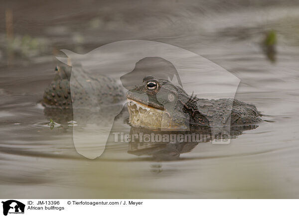 Afrikanische Ochsenfrsche / African bullfrogs / JM-13396