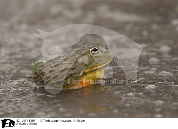 Afrikanischer Ochsenfrosch / African bullfrog / JM-13397