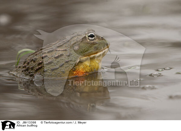 Afrikanischer Ochsenfrosch / African bullfrog / JM-13398
