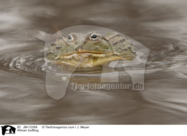 Afrikanischer Ochsenfrosch / African bullfrog / JM-13399
