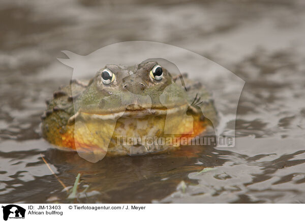 Afrikanischer Ochsenfrosch / African bullfrog / JM-13403