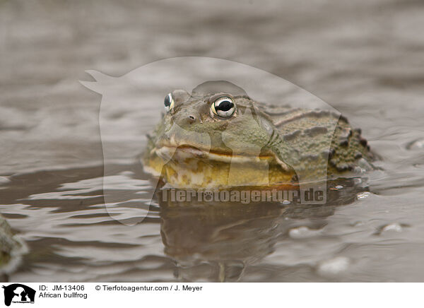 Afrikanischer Ochsenfrosch / African bullfrog / JM-13406