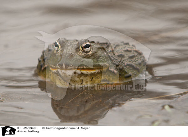 Afrikanischer Ochsenfrosch / African bullfrog / JM-13408