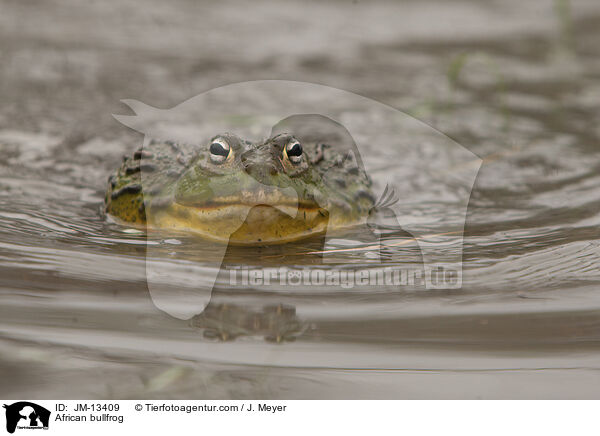 Afrikanischer Ochsenfrosch / African bullfrog / JM-13409