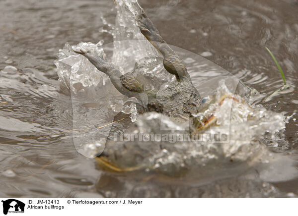 Afrikanische Ochsenfrsche / African bullfrogs / JM-13413