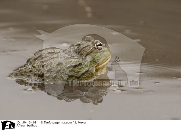 African bullfrog / JM-13414