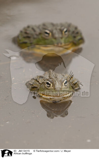 African bullfrogs / JM-13415