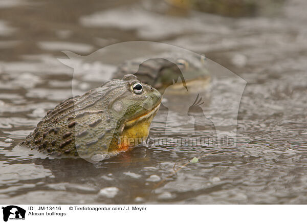 African bullfrogs / JM-13416