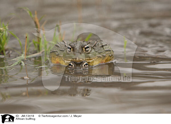 Afrikanischer Ochsenfrosch / African bullfrog / JM-13418