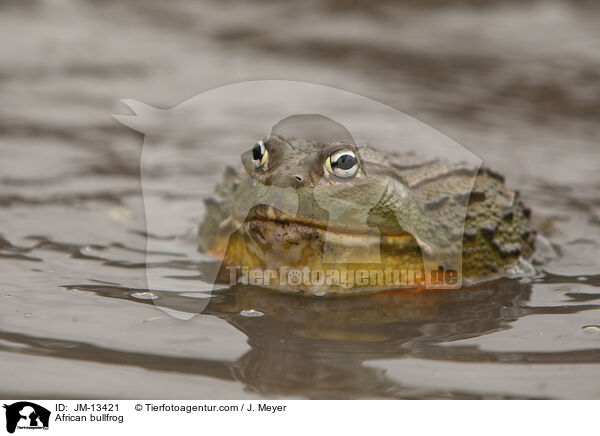 Afrikanischer Ochsenfrosch / African bullfrog / JM-13421