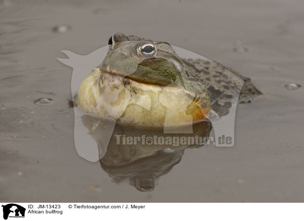 Afrikanischer Ochsenfrosch / African bullfrog / JM-13423