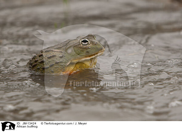 Afrikanischer Ochsenfrosch / African bullfrog / JM-13424