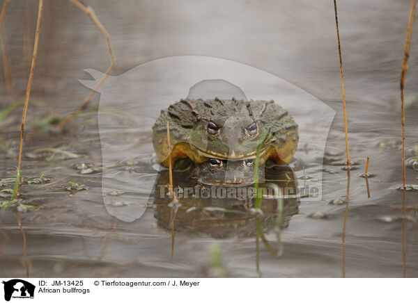 African bullfrogs / JM-13425