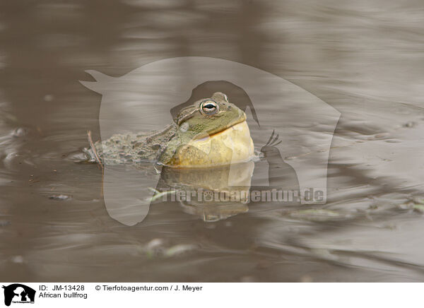 Afrikanischer Ochsenfrosch / African bullfrog / JM-13428