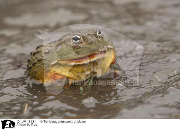 Afrikanischer Ochsenfrosch / African bullfrog / JM-13431