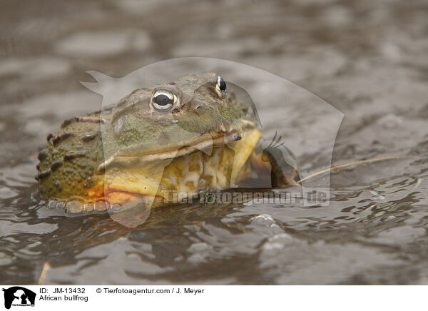 Afrikanischer Ochsenfrosch / African bullfrog / JM-13432