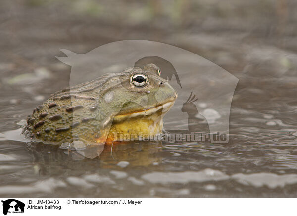 Afrikanischer Ochsenfrosch / African bullfrog / JM-13433