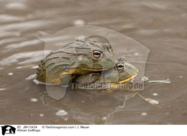 Afrikanische Ochsenfrsche / African bullfrogs / JM-13434