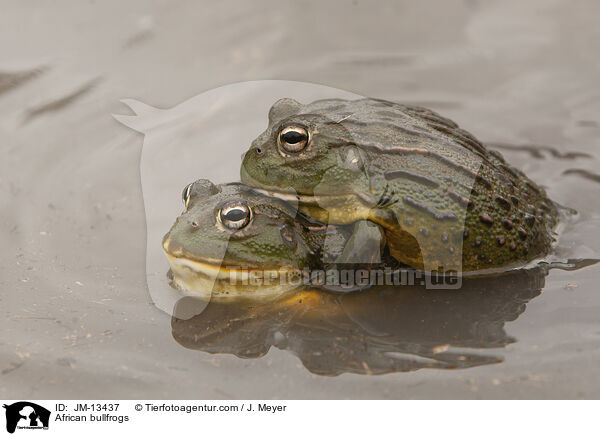 Afrikanische Ochsenfrsche / African bullfrogs / JM-13437