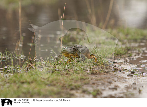 African bullfrog / JM-13438