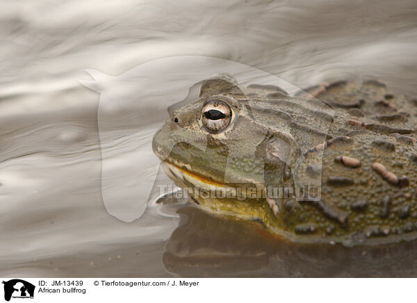 Afrikanischer Ochsenfrosch / African bullfrog / JM-13439