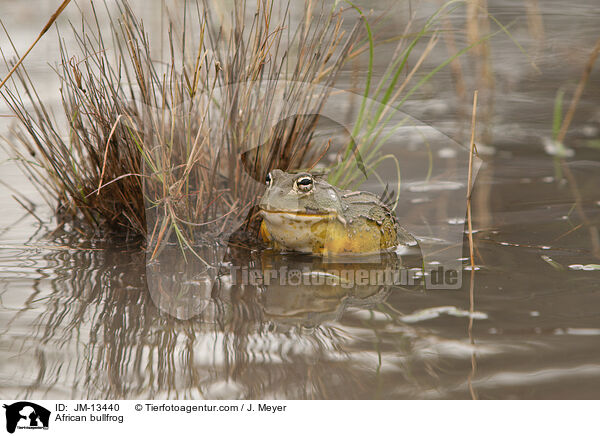 Afrikanischer Ochsenfrosch / African bullfrog / JM-13440
