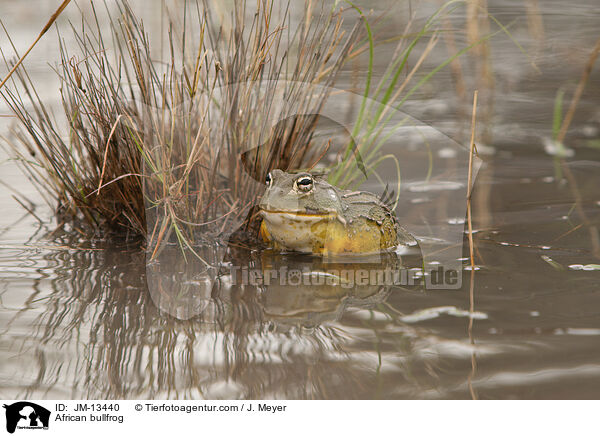 African bullfrog / JM-13440