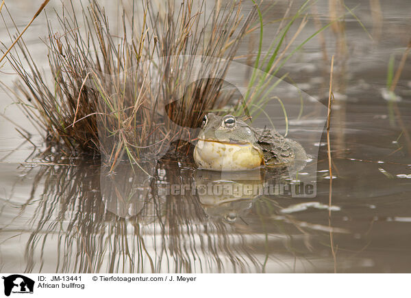 Afrikanischer Ochsenfrosch / African bullfrog / JM-13441