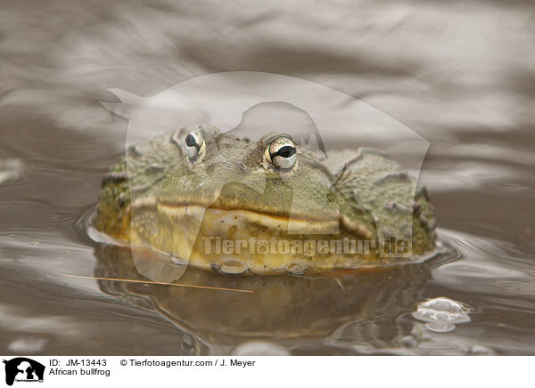 Afrikanischer Ochsenfrosch / African bullfrog / JM-13443