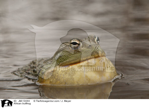 Afrikanischer Ochsenfrosch / African bullfrog / JM-13444