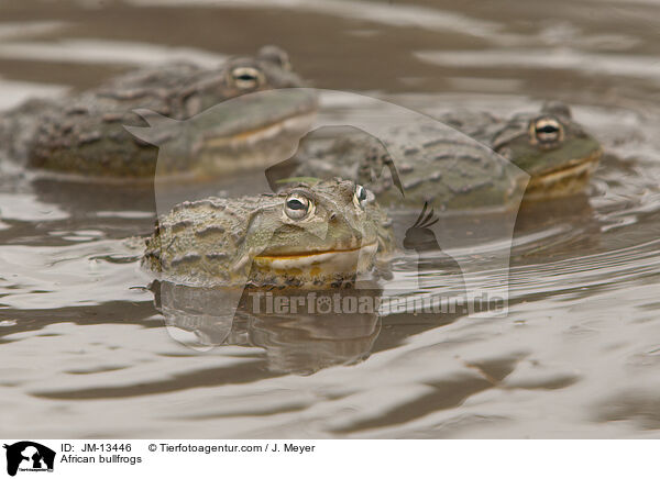 Afrikanische Ochsenfrsche / African bullfrogs / JM-13446